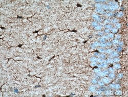 Aldolase C Rabbit anti-Human, Mouse, Rat, Polyclonal, Proteintech:Antibodies:Primary