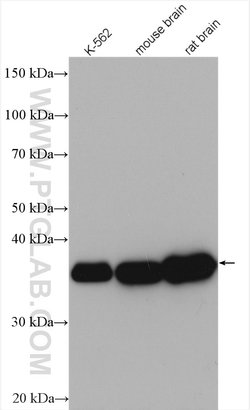 Aldolase C Rabbit anti-Human, Mouse, Rat, Polyclonal, Proteintech:Antibodies:Primary