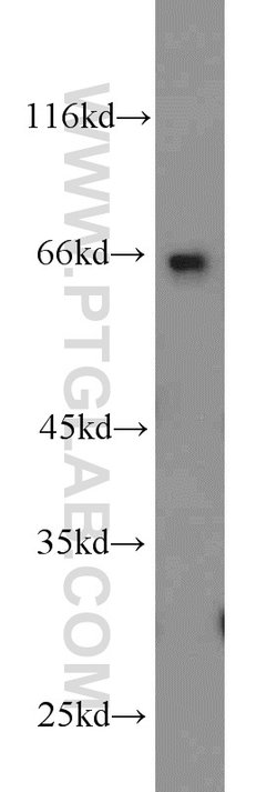 C1orf116 Rabbit anti-Human, Mouse, Polyclonal, Proteintech:Antibodies:Primary