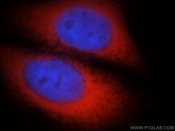 NAP1L1 Rabbit anti-Human, Mouse, Rat, Polyclonal, Proteintech 150 &mu;L;