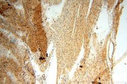 NAP1L1 Rabbit anti-Human, Mouse, Rat, Polyclonal, Proteintech 150 &mu;L;