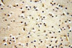 NAP1L1 Rabbit anti-Human, Mouse, Rat, Polyclonal, Proteintech 150 &mu;L;
