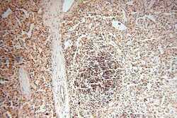 NAP1L1 Rabbit anti-Human, Mouse, Rat, Polyclonal, Proteintech 150 &mu;L;