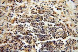 NAP1L1 Rabbit anti-Human, Mouse, Rat, Polyclonal, Proteintech 150 &mu;L;