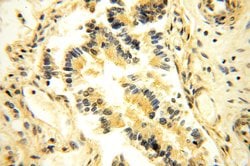 NAP1L1 Rabbit anti-Human, Mouse, Rat, Polyclonal, Proteintech 150 &mu;L;