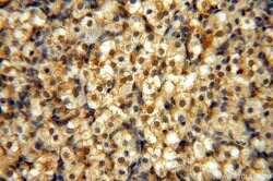 NAP1L1 Rabbit anti-Human, Mouse, Rat, Polyclonal, Proteintech 150 &mu;L;