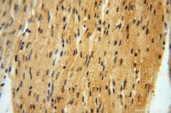 NAP1L1 Rabbit anti-Human, Mouse, Rat, Polyclonal, Proteintech 150 &mu;L;