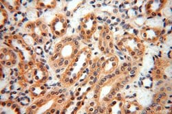 NAP1L1 Rabbit anti-Human, Mouse, Rat, Polyclonal, Proteintech 150 &mu;L;