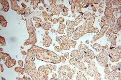 NAP1L1 Rabbit anti-Human, Mouse, Rat, Polyclonal, Proteintech 150 &mu;L;