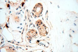 NAP1L1 Rabbit anti-Human, Mouse, Rat, Polyclonal, Proteintech 150 &mu;L;