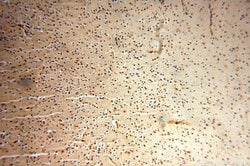 NAP1L1 Rabbit anti-Human, Mouse, Rat, Polyclonal, Proteintech 150 &mu;L;