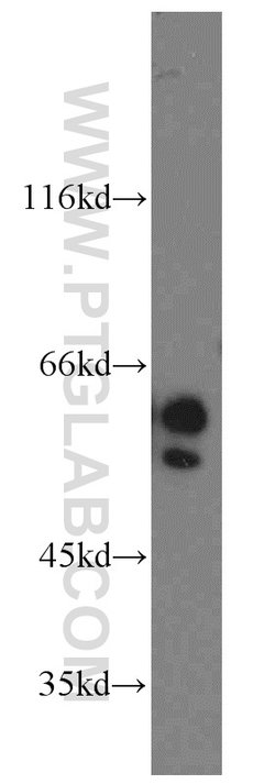 NAP1L1 Rabbit anti-Human, Mouse, Rat, Polyclonal, Proteintech 150 &mu;L;