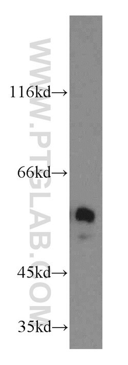 NAP1L1 Rabbit anti-Human, Mouse, Rat, Polyclonal, Proteintech 150 &mu;L;
