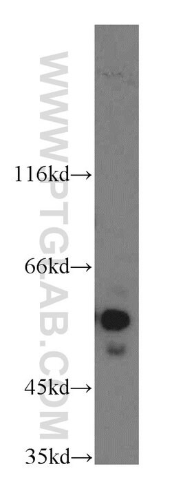NAP1L1 Rabbit anti-Human, Mouse, Rat, Polyclonal, Proteintech 150 &mu;L;