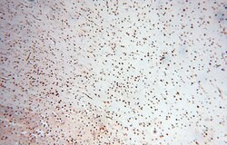 PSME3 Rabbit anti-Human, Mouse, Rat, Polyclonal, Proteintech 150 &mu;L;