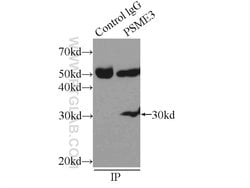 PSME3 Rabbit anti-Human, Mouse, Rat, Polyclonal, Proteintech 150 &mu;L;