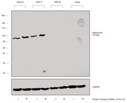 Osteopontin Monoclonal Antibody (2F10), eBioscience , Invitrogen 100 &mu;g;