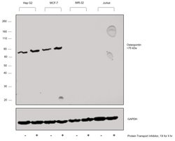 Osteopontin Monoclonal Antibody (2F10), eBioscience , Invitrogen 100 &mu;g;