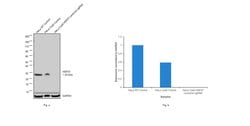 Invitrogen HSP27 Monoclonal Antibody (STRSN), eBioscience 25 &mu;g; Unconjugated:Antibodies,