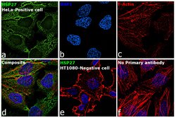 Invitrogen HSP27 Monoclonal Antibody (STRSN), eBioscience 25 &mu;g; Unconjugated:Antibodies,