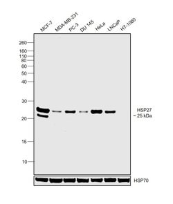 Invitrogen HSP27 Monoclonal Antibody (STRSN), eBioscience 25 &mu;g; Unconjugated:Antibodies,