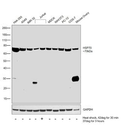 HSP70 Monoclonal Antibody (1B2hsp70), eBioscience:Antibodies, Monoclonal