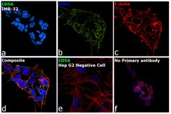 PSA-NCAM Monoclonal Antibody (12E3), eBioscience , Invitrogen:Antibodies:Primary