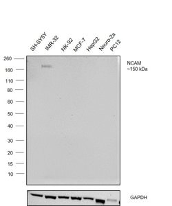 PSA-NCAM Monoclonal Antibody (12E3), eBioscience , Invitrogen:Antibodies:Primary