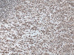 TOB1 Rabbit anti-Human, Mouse, Rat, Polyclonal, Proteintech:Antibodies:Primary