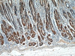 TOB1 Rabbit anti-Human, Mouse, Rat, Polyclonal, Proteintech:Antibodies:Primary
