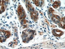 TOB1 Rabbit anti-Human, Mouse, Rat, Polyclonal, Proteintech:Antibodies:Primary