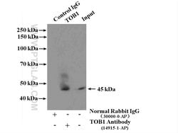 TOB1 Rabbit anti-Human, Mouse, Rat, Polyclonal, Proteintech:Antibodies:Primary