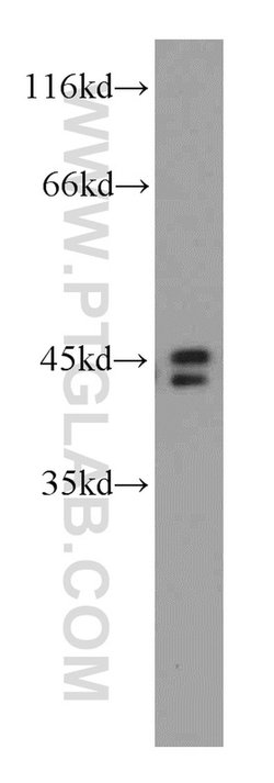 TOB1 Rabbit anti-Human, Mouse, Rat, Polyclonal, Proteintech:Antibodies:Primary