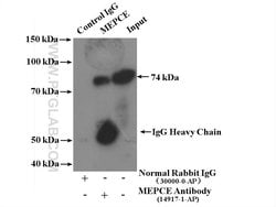 MEPCE Rabbit anti-Human, Mouse, Rat, Polyclonal, Proteintech:Antibodies:Primary