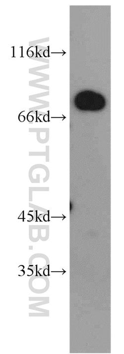 MEPCE Rabbit anti-Human, Mouse, Rat, Polyclonal, Proteintech:Antibodies:Primary