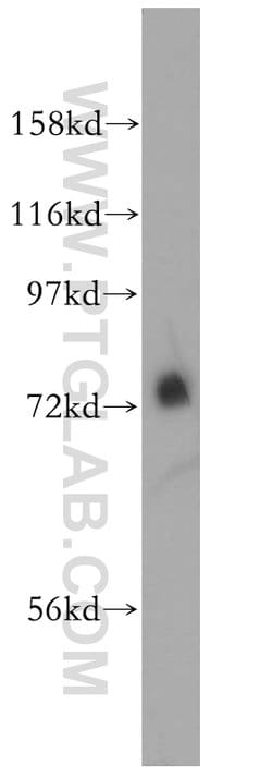MEPCE Rabbit anti-Human, Mouse, Rat, Polyclonal, Proteintech:Antibodies:Primary