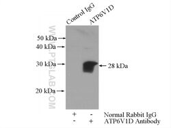 ATP6V1D Rabbit anti-Human, Mouse, Rat, Polyclonal, Proteintech 20 &mu;L;