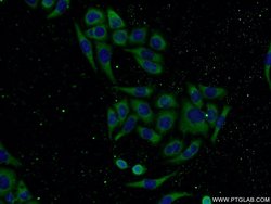 CNDP2 Rabbit anti-Human, Mouse, Rat, Polyclonal, Proteintech:Antibodies:Primary