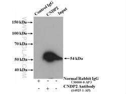 CNDP2 Rabbit anti-Human, Mouse, Rat, Polyclonal, Proteintech:Antibodies:Primary
