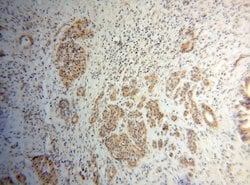 ANAPC5 Rabbit anti-Human, Mouse, Rat, Polyclonal, Proteintech:Antibodies:Primary