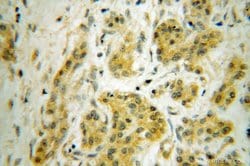 ANAPC5 Rabbit anti-Human, Mouse, Rat, Polyclonal, Proteintech:Antibodies:Primary