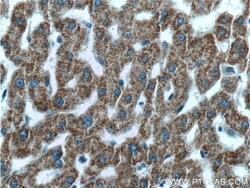 GCDH Rabbit anti-Human, Mouse, Rat, Polyclonal, Proteintech 20 &mu;L; Unconjugated:Antibodies,
