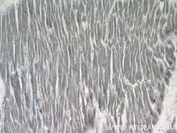 ZAK Rabbit anti-Human, Mouse, Rat, Polyclonal, Proteintech 20 &mu;L; Unconjugated:Antibodies,