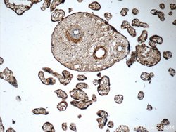 ZAK Rabbit anti-Human, Mouse, Rat, Polyclonal, Proteintech 20 &mu;L; Unconjugated:Antibodies,