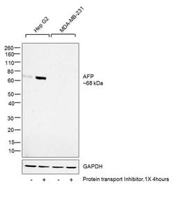 alpha-Fetoprotein Monoclonal Antibody (1E8), eBioscience , Invitrogen:Antibodies:Primary