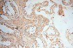 Thumbnail_RBM8A/Y14 Rabbit anti-Human, Mouse, Rat, Polyclonal, Proteintech 150 &mu;L;