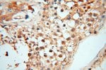 Thumbnail_RBM8A/Y14 Rabbit anti-Human, Mouse, Rat, Polyclonal, Proteintech 150 &mu;L;