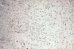 Thumbnail_RBM8A/Y14 Rabbit anti-Human, Mouse, Rat, Polyclonal, Proteintech 150 &mu;L;