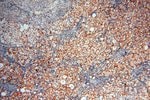 Thumbnail_RBM8A/Y14 Rabbit anti-Human, Mouse, Rat, Polyclonal, Proteintech 150 &mu;L;