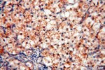 Thumbnail_RBM8A/Y14 Rabbit anti-Human, Mouse, Rat, Polyclonal, Proteintech 150 &mu;L;